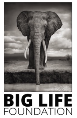 Big Life Foundation logo