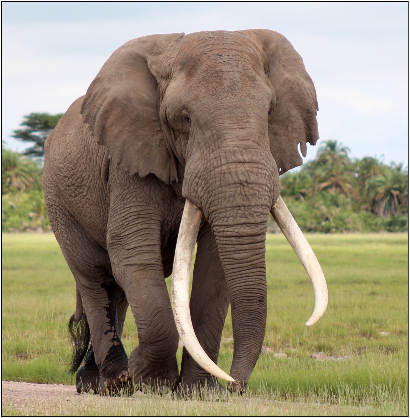 Tim was one of Amboseli's lucky males, because he was able to reach the age of 51 before he died of natural causes. Tim fathered many calves and his offspring will pass on the genes for everything that made him magnificent and a major tourist attraction