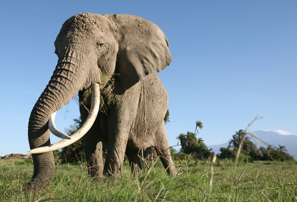 Echo of the Elephants. Photo: ElephantVoices