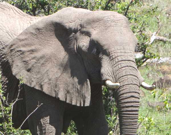 elephant