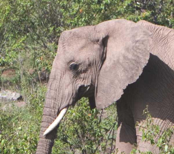 elephant