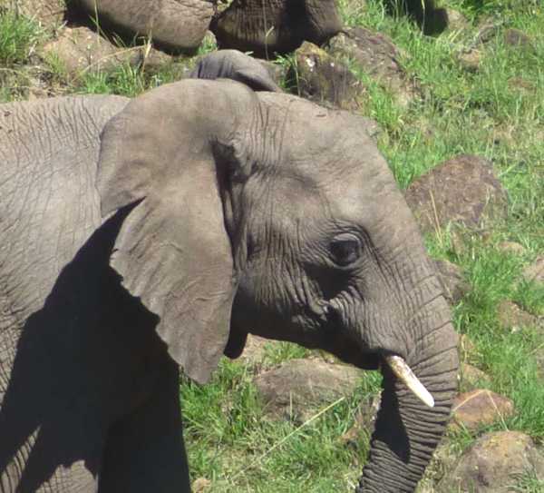 elephant