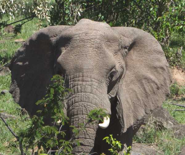 elephant