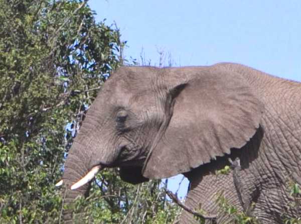 elephant