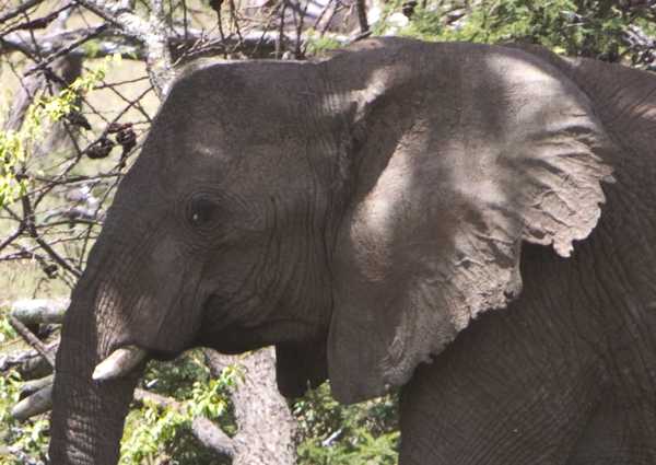 elephant