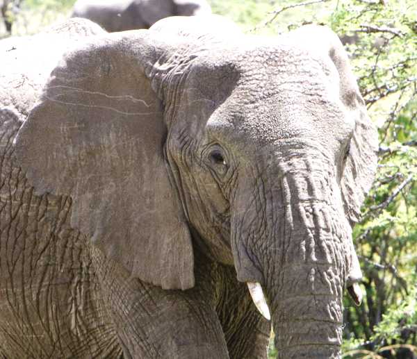 elephant