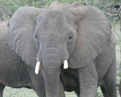 elephant