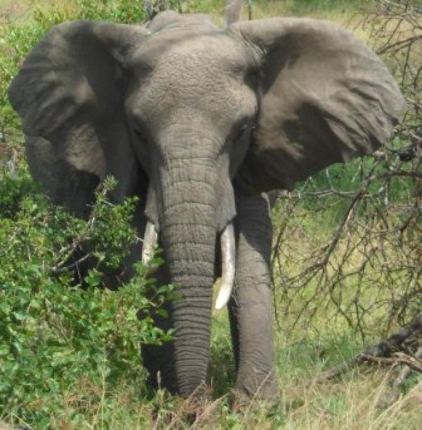 elephant