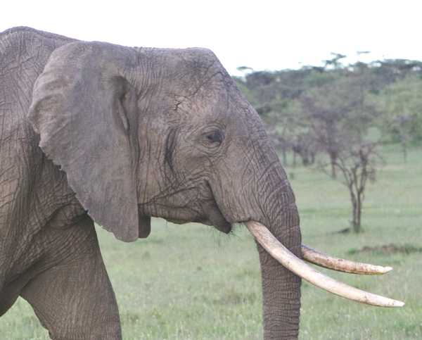 elephant