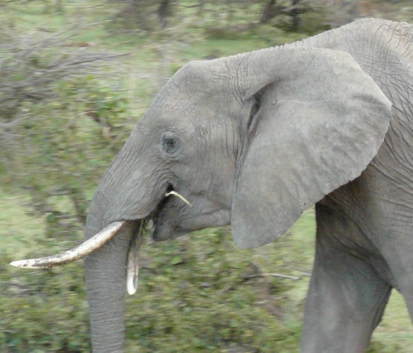 elephant