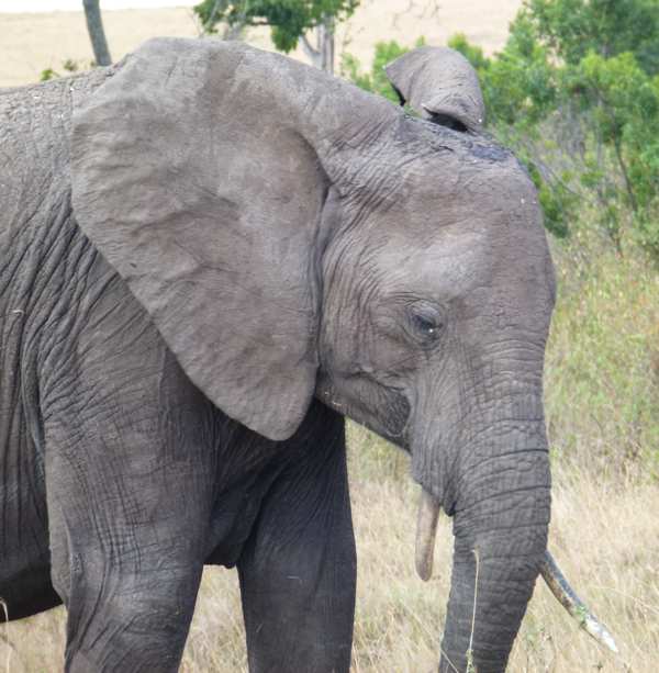 elephant