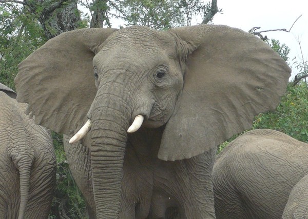 elephant