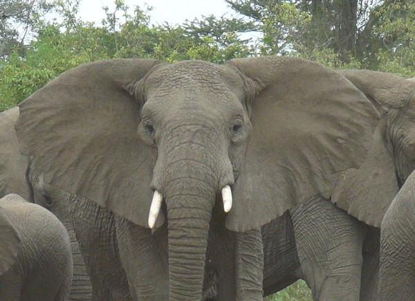 elephant