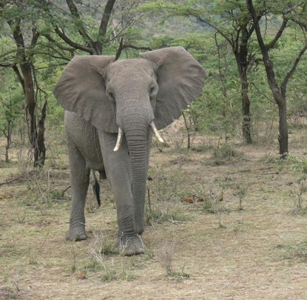 elephant