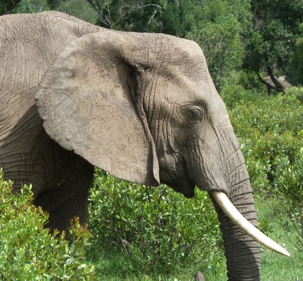 elephant