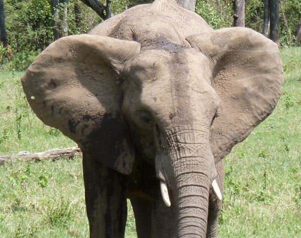 elephant