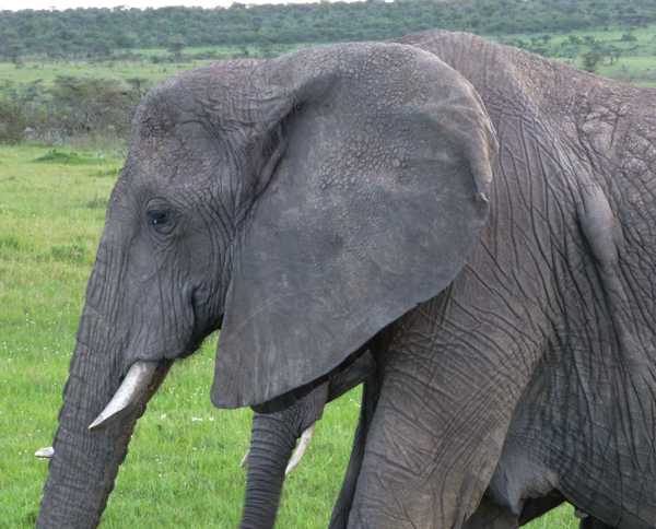 elephant