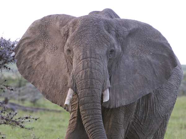 elephant