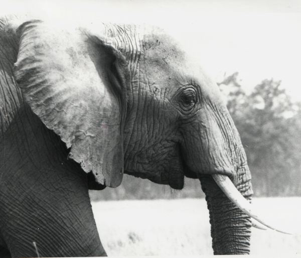 elephant