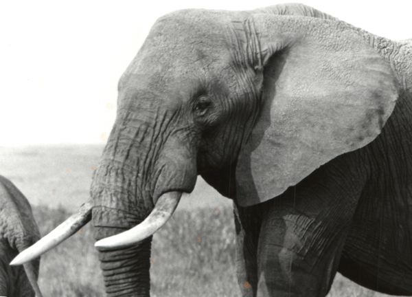 elephant