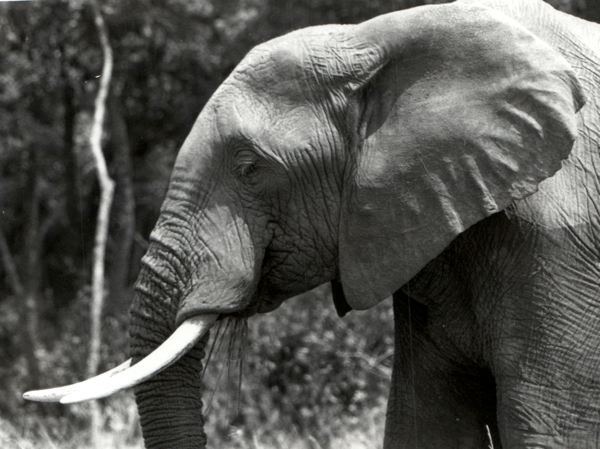 elephant