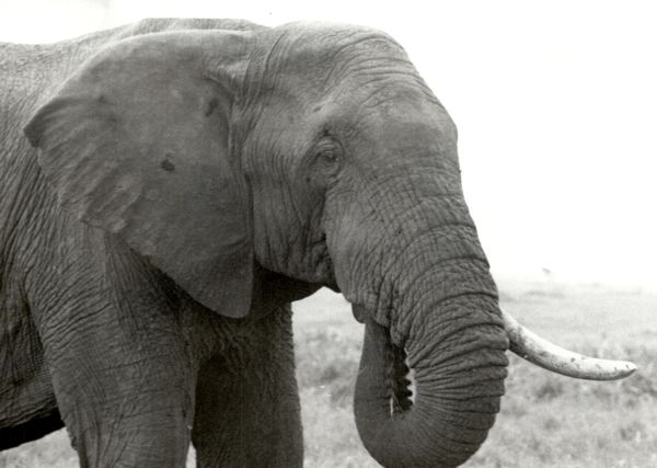 elephant