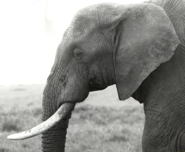 elephant