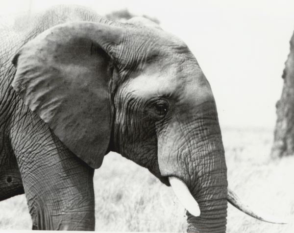 elephant