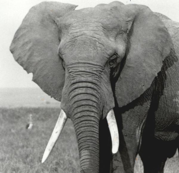 elephant