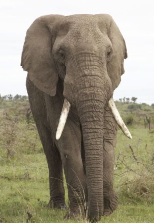 elephant