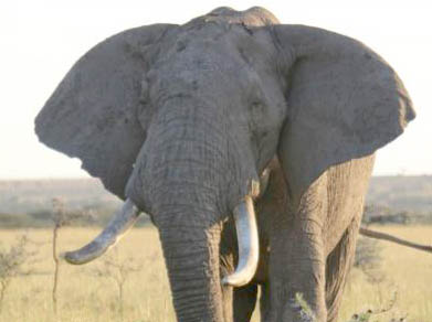 elephant