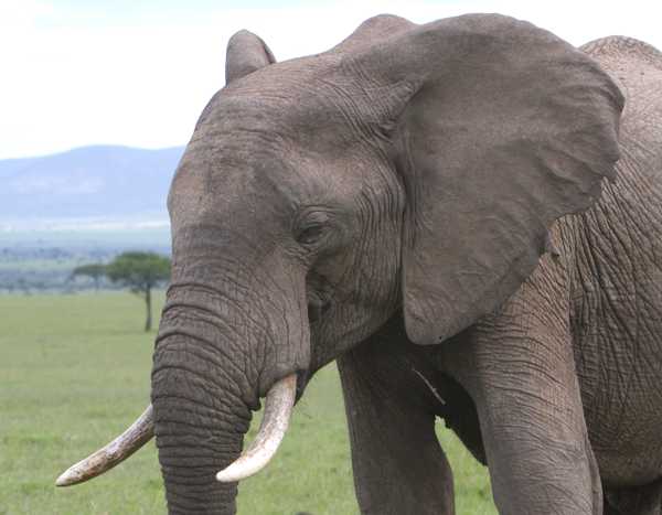 elephant