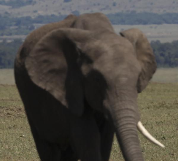 elephant