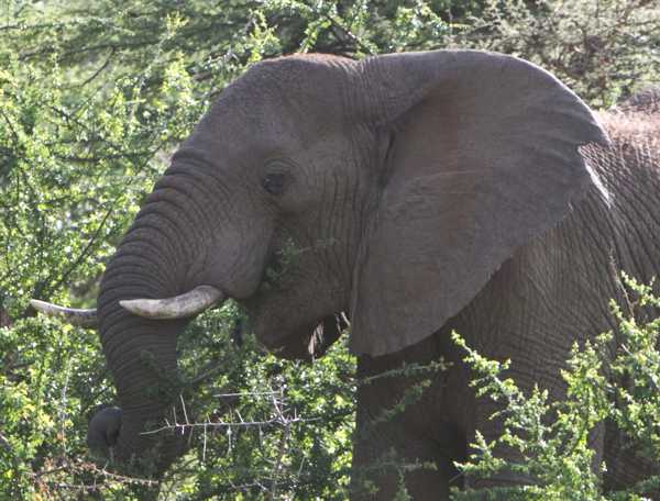 elephant