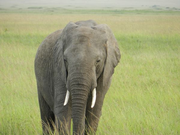 elephant