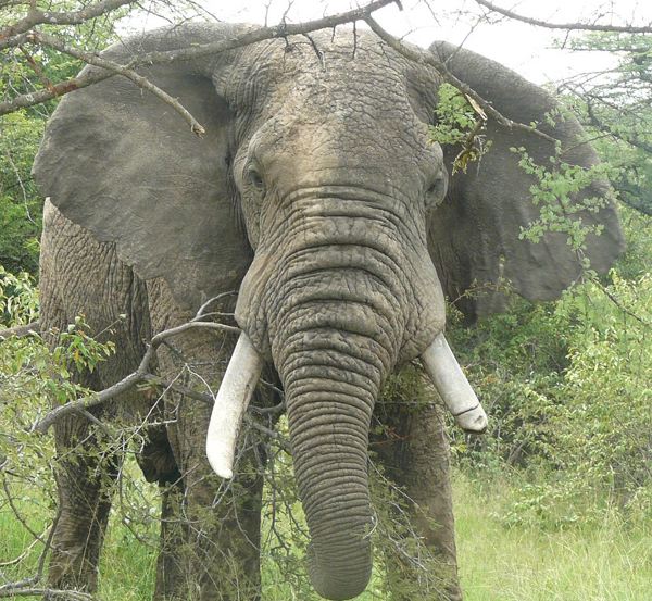 elephant