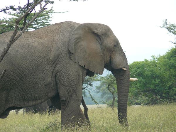 elephant