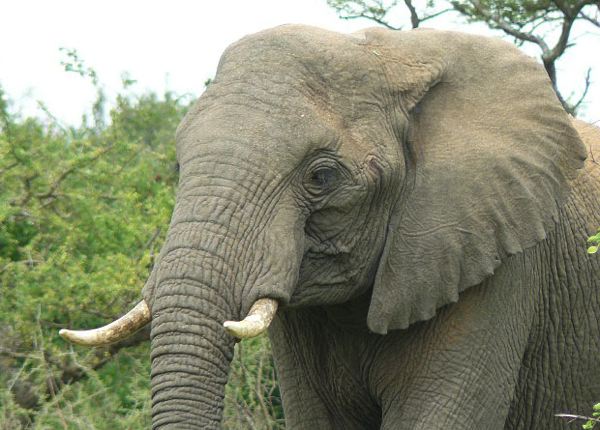 elephant