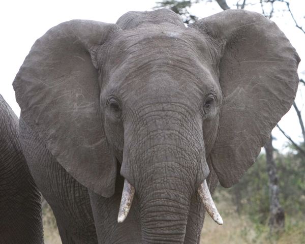 elephant