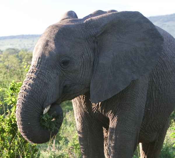 elephant