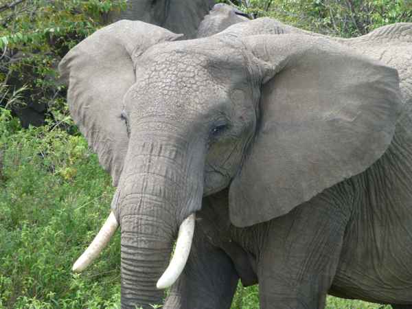 elephant