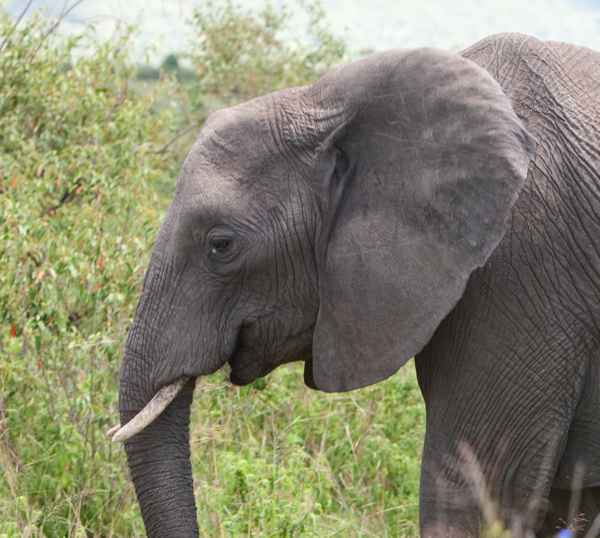 elephant