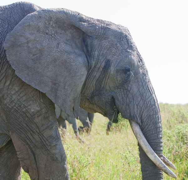 elephant