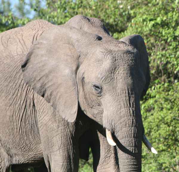 elephant