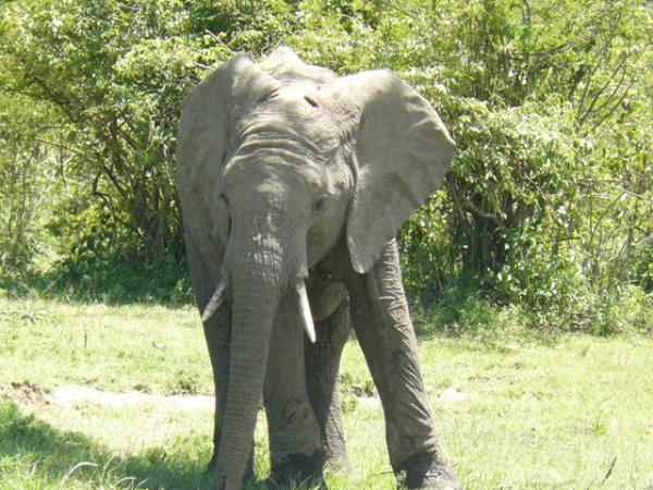 elephant