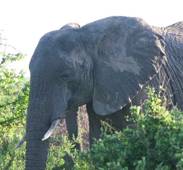 elephant