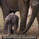 Today is #GivingTuesday: a global movement aimed to inspire you to give back by supporting your favorite cause.  ElephantVoices is known for our decades long, ground-breaking behavior studies, successful conservation projects and our educational outreach and advocacy. We study the voices, behavior and cultures of elephants and act as a voice for them in the face of human exploitation and a rapidly changing world. We use our knowledge and our data to help to shape conservation policy, to educate, and to advocate. ElephantVoices is a small organisation with science at our core and we punch far above our weight.   Your support helps us be a voice for elephants. Please visit the link in our bio to make a donation - Thank you! #beavoiceforelephants #elephantvoices #conservation #elephants #givingtuesday2023 #nonprofit #giveaway