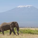 Together with the @amboseli_trust and the @centerforbiodiv, we have filled a petition to the @usinterior and the @usfws seeking a permanent rule banning U.S. trophy imports from the Amboseli-West Kilimanjaro elephant population. For 30 years, this longest-studied elephant population was safe from trophy hunters. But, over the past nine months, five mature males from the population have been killed by trophy hunters in Northern Tanzania. Among these, one elephant was killed by a U.S. trophy hunter from Texas, and it is likely that other U.S. hunters have been involved. The U.S. is the largest global importer of elephant trophies from Tanzania. Shutting down the U.S. market for this population could significantly contribute to protecting these long-studied elephants from trophy hunters. “These magnificent prime breeding males hold immense sustainable biological, economic and cultural value while alive, but their contribution to both human and elephant societies ends once they’re killed. As the largest importer of elephant trophies from Tanzania, the U.S. could greatly help protect these elephants by preventing the importation of tusks from this unique population.” - Dr Joyce Poole For more information, please read the full petition via the link in our bio. #stoptrophyhunting #endtrophyhunting #amboselielephants #elephantvoices