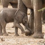 During the first few weeks of life baby elephants sometimes appear to not know what to do with their trunks - swinging them around, like a rubber hose. As they gain greater control they spend time exploring the world around them, by touching and sniffing things with their trunks. If you want to learn more about elephant behaviour visit The Elephant Ethogram via the link in our bio. #theelephantethogram #elephantvoices #elephants #animalbehaviour #wildlife #stopthetrade #conservationresearch #wildlifephotography #wildlifeconservation #elephantcommunication #elephantbehaviour #ethology #elephantresearch #animalbehavior #conservationscience #conservationbiology #animalemotions #ethogram