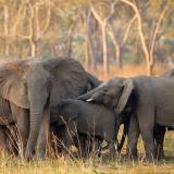 The behaviour illustrated in this photograph is Rest-Head: An elephant resting his or her head on another. Rest-Head often occurs during play when one elephant rests his or her head on the back or flank of another. It is also often observed in a resting group when one elephant rests his or her head on a nearby elephant. In Courtship a male may Rest-Head on an estrous female as a prelude to Mounting. On rarer occasions a female may Rest-Head on another female in a display of dominance. On several occasions we have observed this behavior in the presence of a newborn infant, sometimes during an attempted kidnapping, when a dominant female places her head on the back of a younger mother. If you want to learn more about elephant behaviour visit The Elephant Ethogram via the link in our bio. #theelephantethogram #elephantvoices #elephants #animalbehaviour #wildlife #stopthetrade #conservationresearch #wildlifephotography #wildlifeconservation #elephantcommunication #elephantbehaviour #ethology #elephantresearch #animalbehavior #conservationscience #conservationbiology #animalemotions #ethogram #conservationphotography #elephant